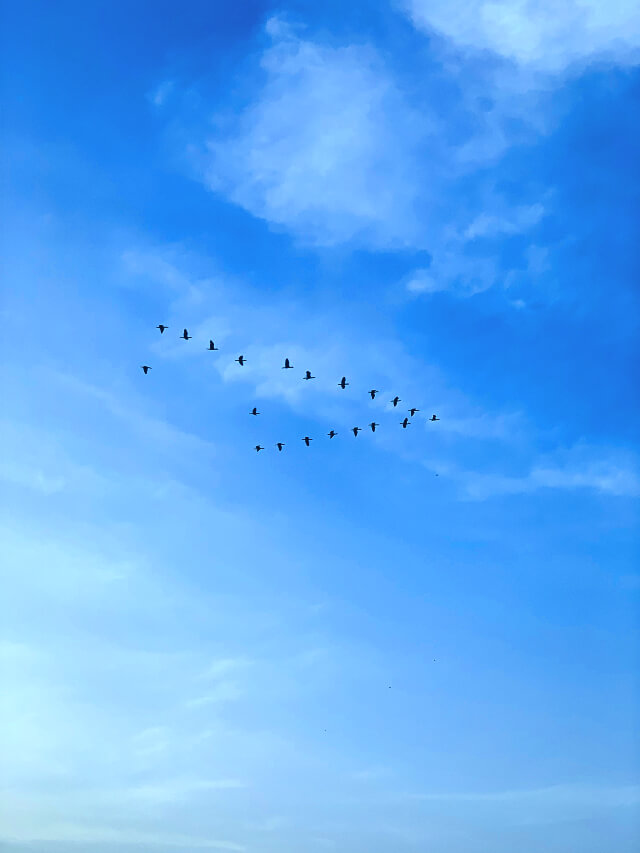 Birds flying in bright blue skies